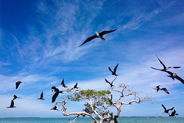 Frigate Birds on Red Mangrove
