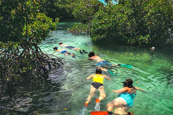 Snorkeling The Backcountry Mangroves