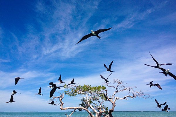 Frigate Birds Flying from Mangroves