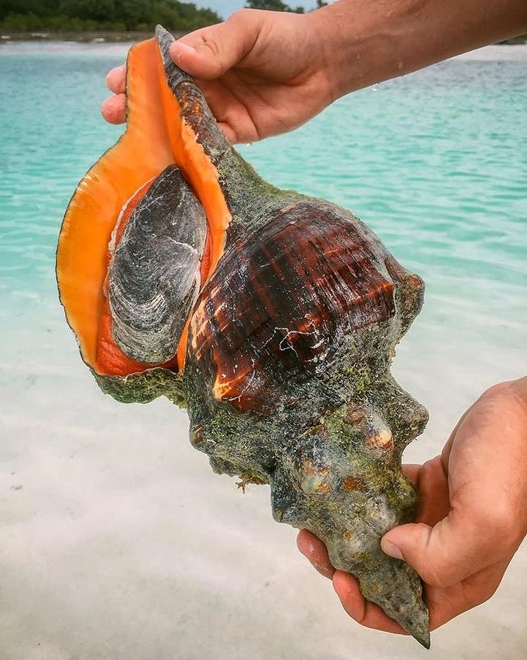 Horse Conch