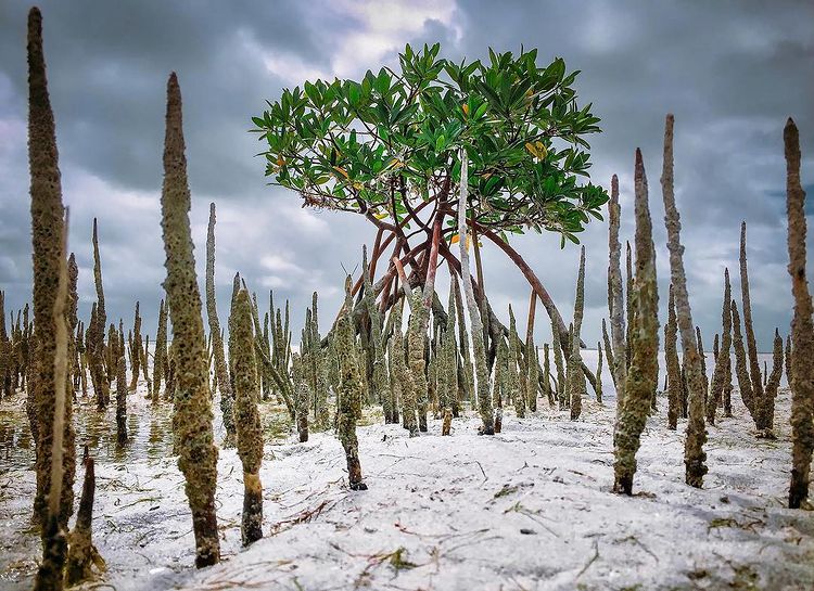 Red Mangrove