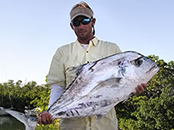 African Pompano